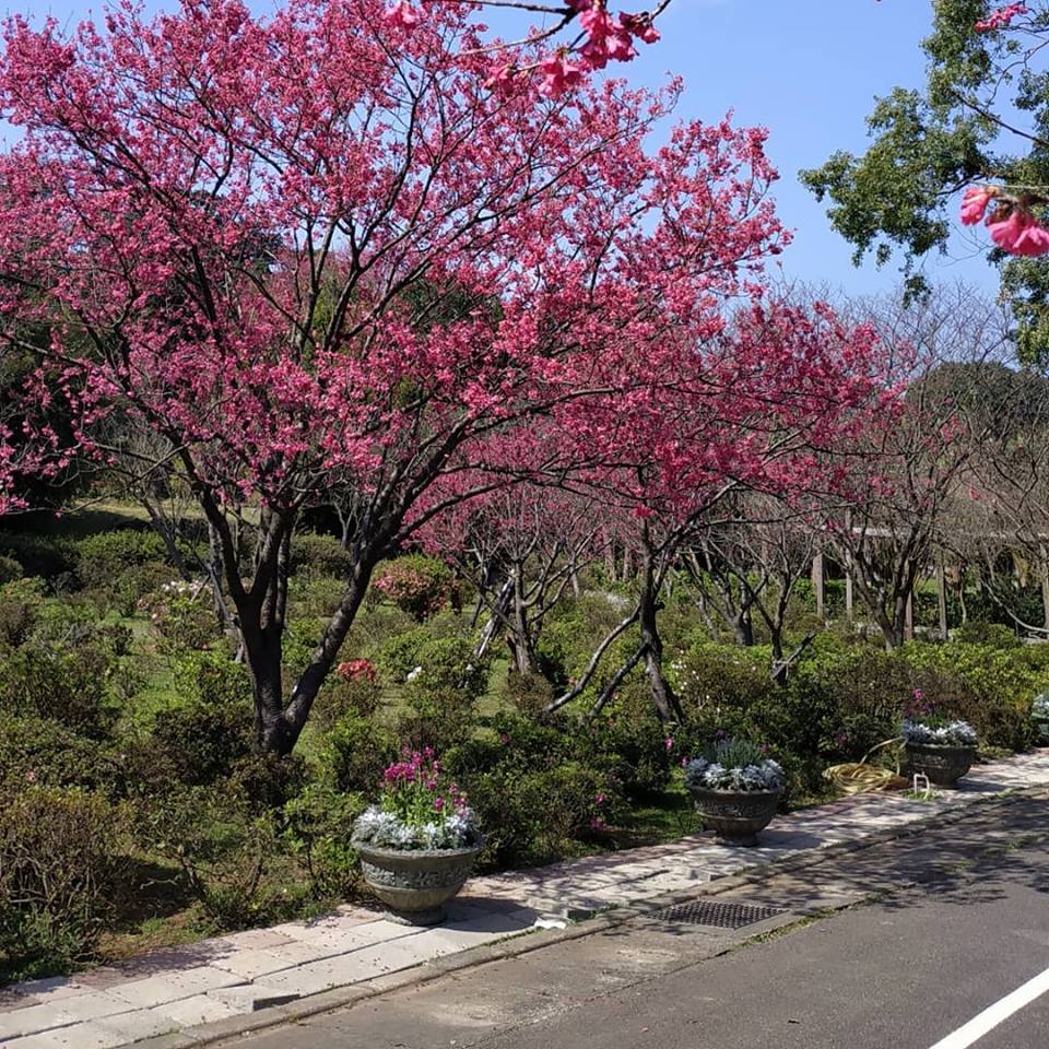 陽明山公園花季 - 2021花季